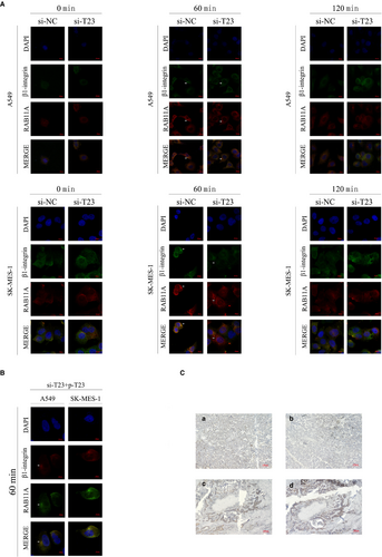 Details are in the caption following the image Details are in the caption following the image