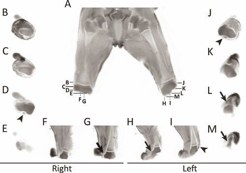 Details are in the caption following the image Details are in the caption following the image