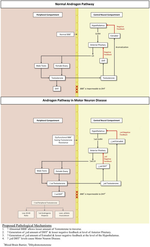 Dihydrotestosterone in Amyotrophic lateral sclerosis—The missing link?