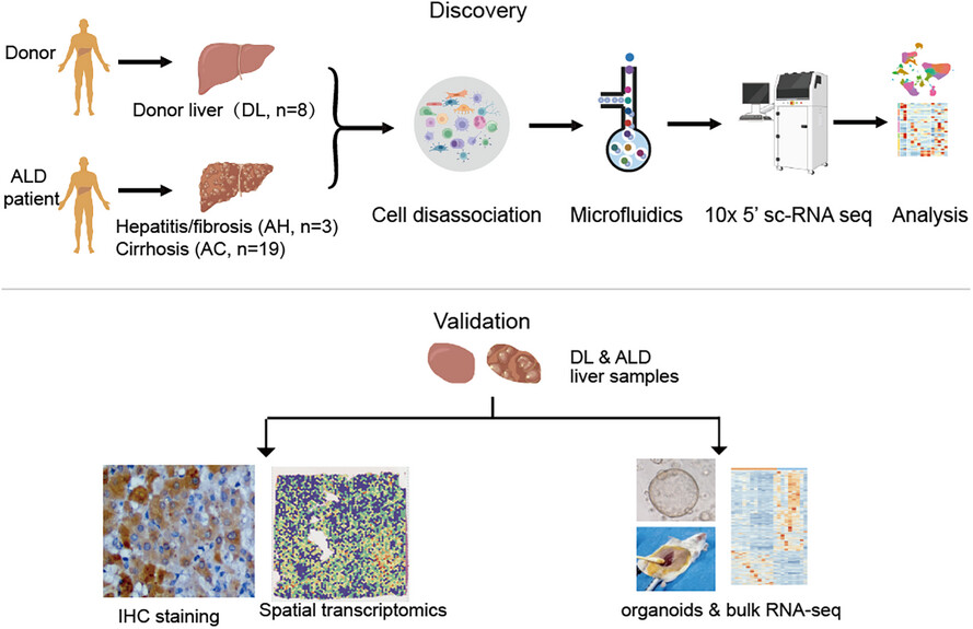 Single-cell landscape of the intrahepatic ecosystem in alcohol-related liver disease