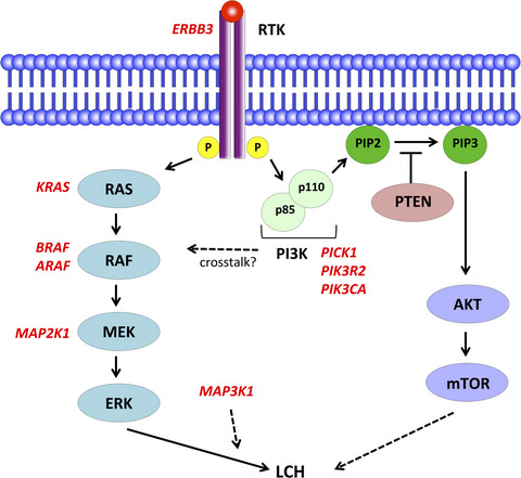 Langerhans cell histiocytosis in adults: Advances in pathophysiology and treatment