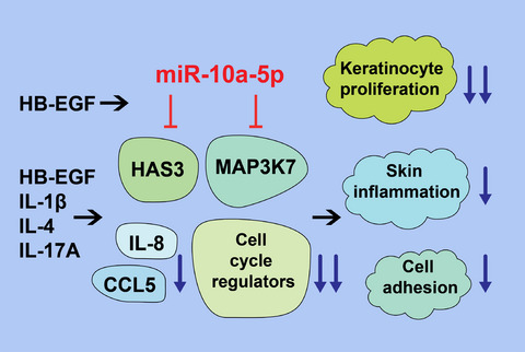 miR-10a-5p is increased in atopic dermatitis and has capacity to inhibit keratinocyte proliferation
