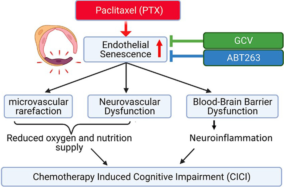 Accelerated cerebromicrovascular senescence contributes to cognitive decline in a mouse model of paclitaxel (Taxol)-induced chemobrain