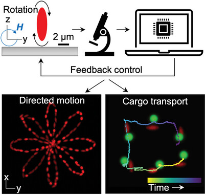 Field-Directed Motion, Cargo Capture, and Closed-Loop Controlled Navigation of Microellipsoids