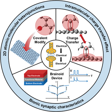 2D Atomic-Molecular Heterojunctions toward Brainoid Applications