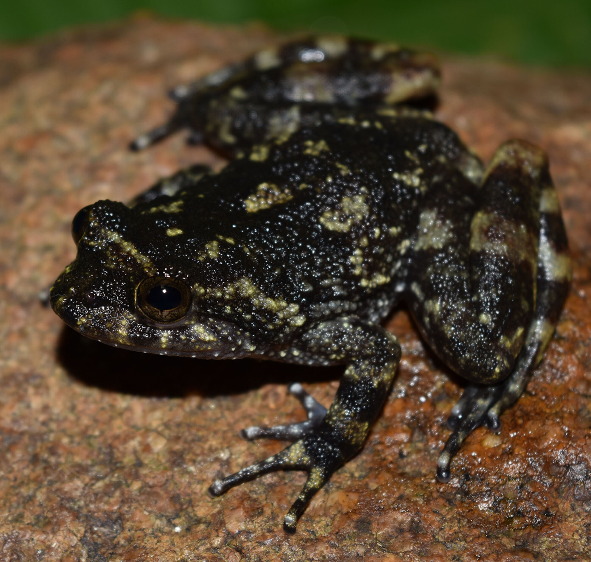 Mitonuclear and phenotypic discordance in an Atlantic Forest frog hybrid zone