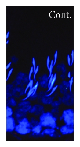 Details are in the caption following the image