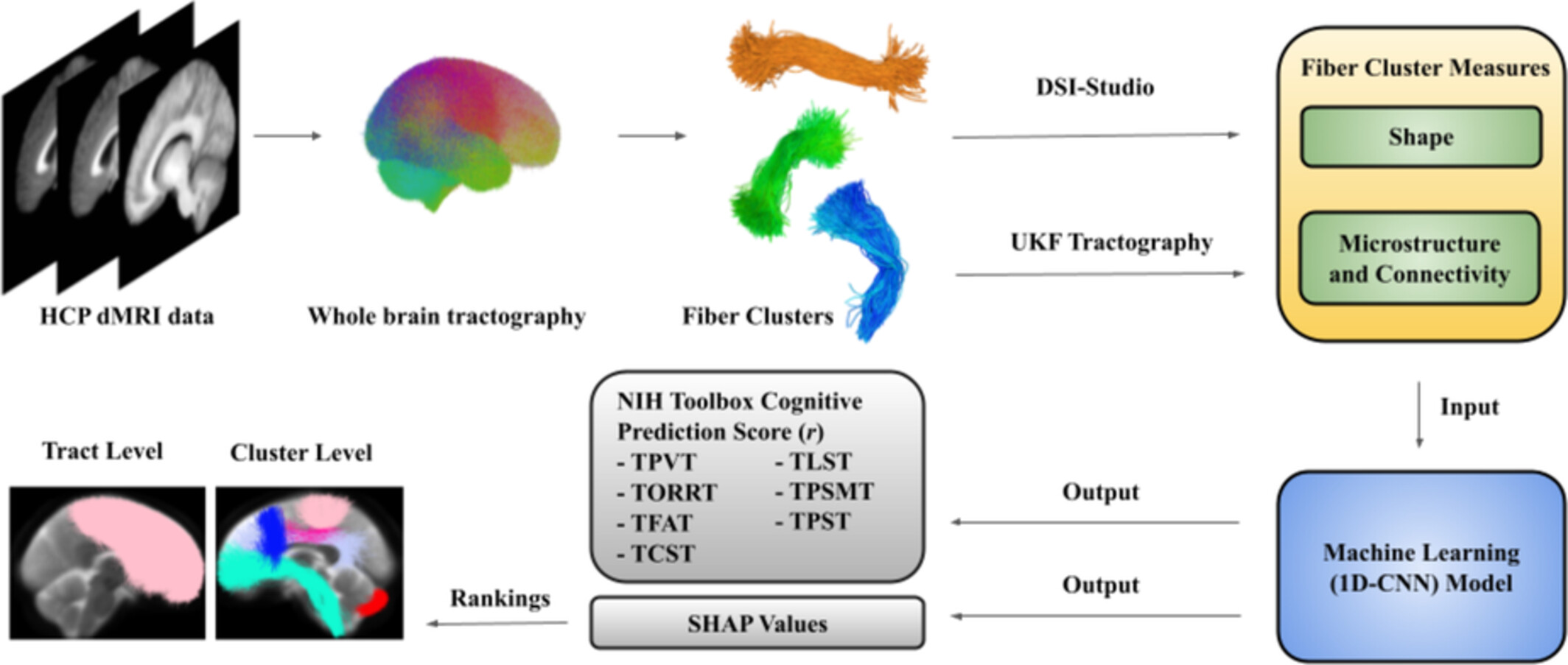 The Shape of the Brain's Connections Is Predictive of Cognitive Performance: An Explainable Machine Learning Study