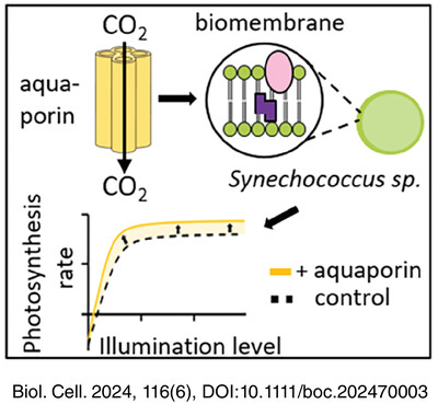 Tobacco aquaporin NtAQP1 and human aquaporin hAQP1 contribute to single cell photosynthesis in Synechococcus