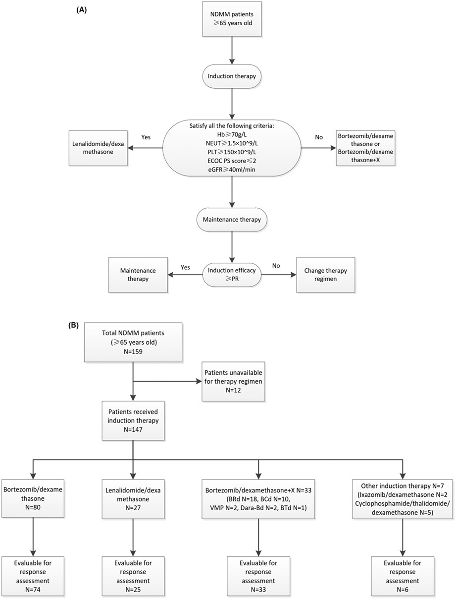 A stratified therapeutic model incorporated with studies on regulatory B cells for elderly patients with newly diagnosed multiple myeloma