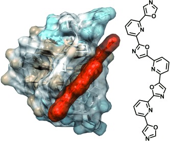 An Acyclic Oligoheteroaryle That Discriminates Strongly between Diverse G-Quadruplex Topologies