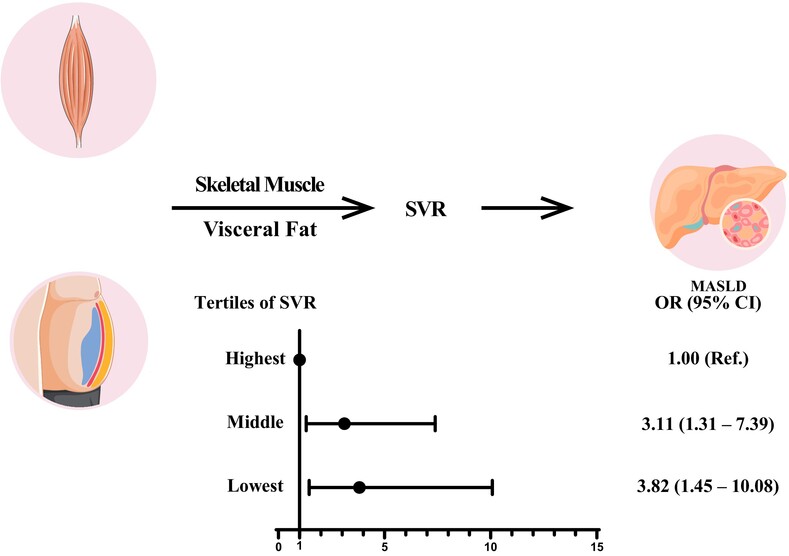 Association between the skeletal muscle mass to visceral fat area ratio and metabolic dysfunction-associated fatty liver disease: A cross-sectional study of NHANES 2017–2018 Issue 6, 2024