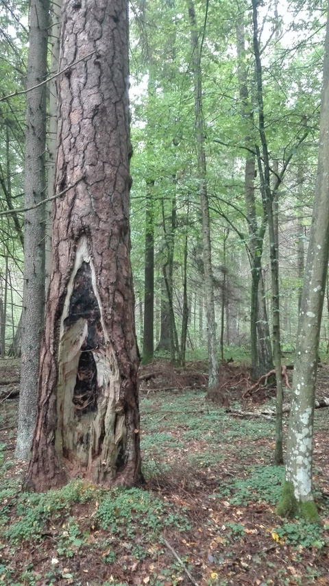 Mesophication in temperate Europe: A dendrochronological reconstruction of tree succession and fires in a mixed deciduous stand in Białowieża Forest