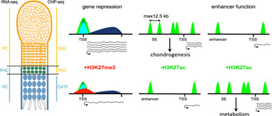 Epigenetic Mechanisms Mediating Cell State Transitions in Chondrocytes