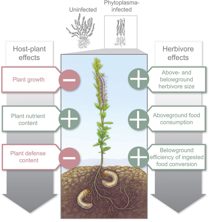 Phytoplasma infection renders cranberries more susceptible to above- and belowground insect herbivores