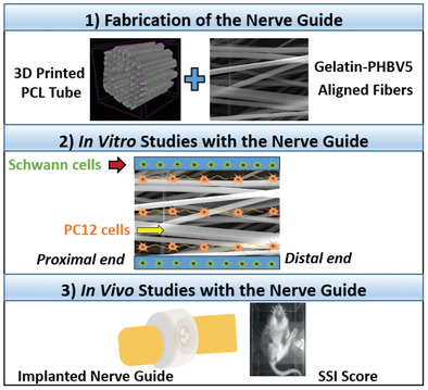 Fabrication of a 3D Printed PCL Nerve Guide: In Vitro and In Vivo Testing