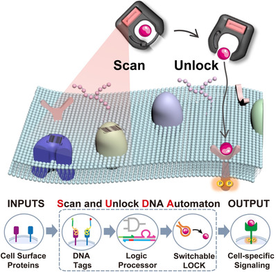 Scan and Unlock: A Programmable DNA Molecular Automaton for Cell-Selective Activation of Ligand-Based Signaling