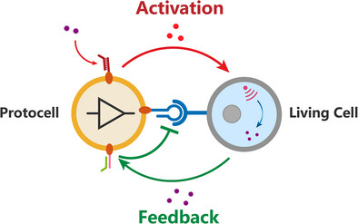 DNA-Based Signal Circuit for Self-Regulated Bidirectional Communication in Protocell-Living Cell Communities