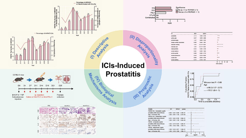 From clinical observations to molecular insights: Decoding immune checkpoint inhibitors-induced prostatitis