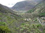 Facilitation and edge effects influence vegetation regeneration in old-fields at the tropical Andean forest line