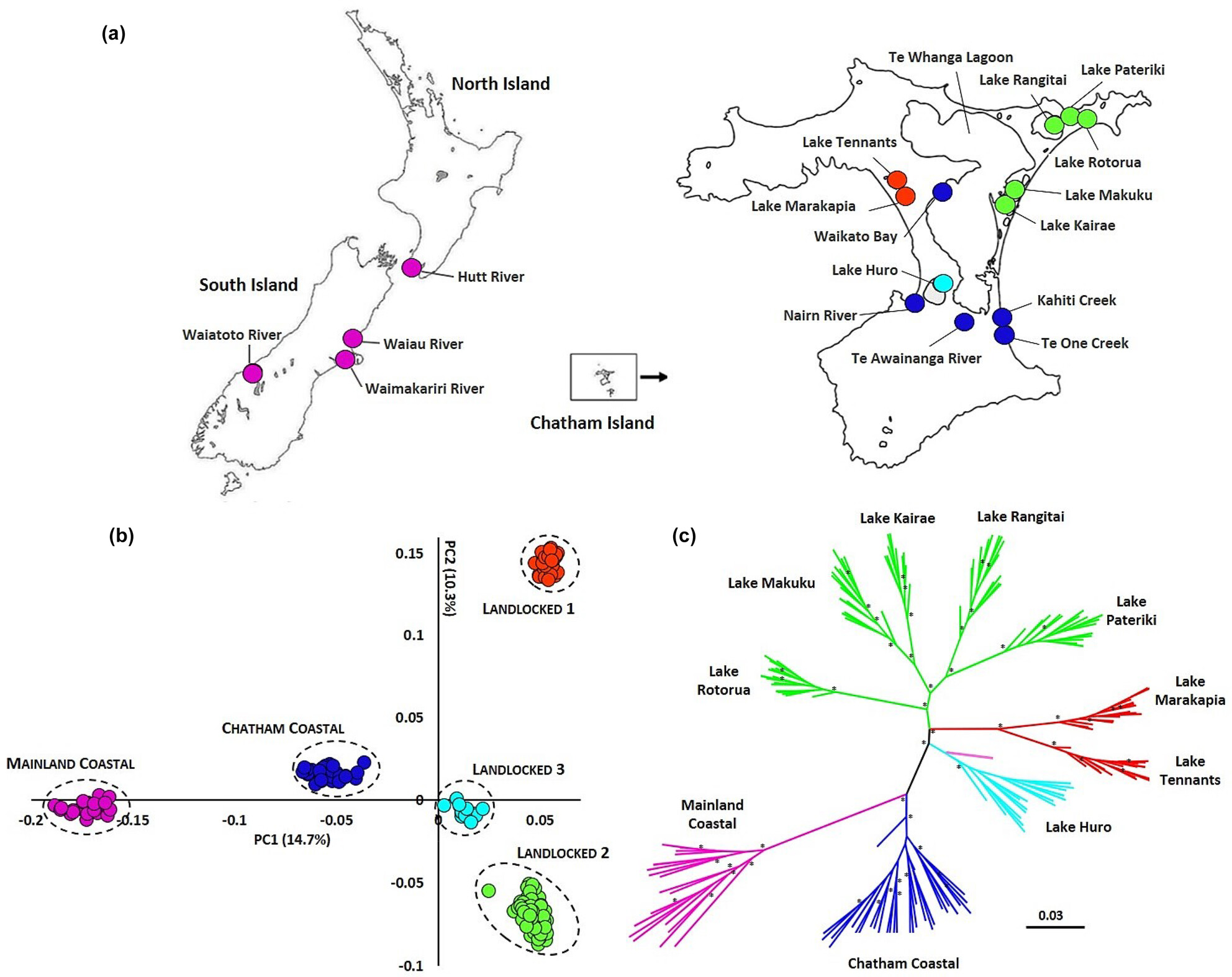 Genomics reveals repeated landlocking of diadromous fish on an isolated island