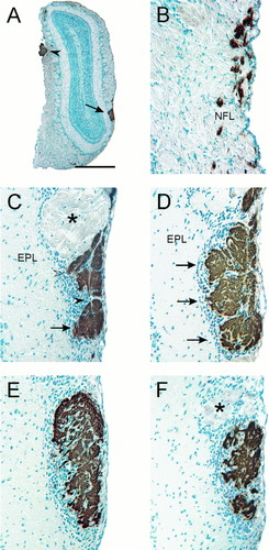 Details are in the caption following the image Details are in the caption following the image