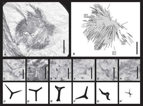 Details are in the caption following the image Details are in the caption following the image