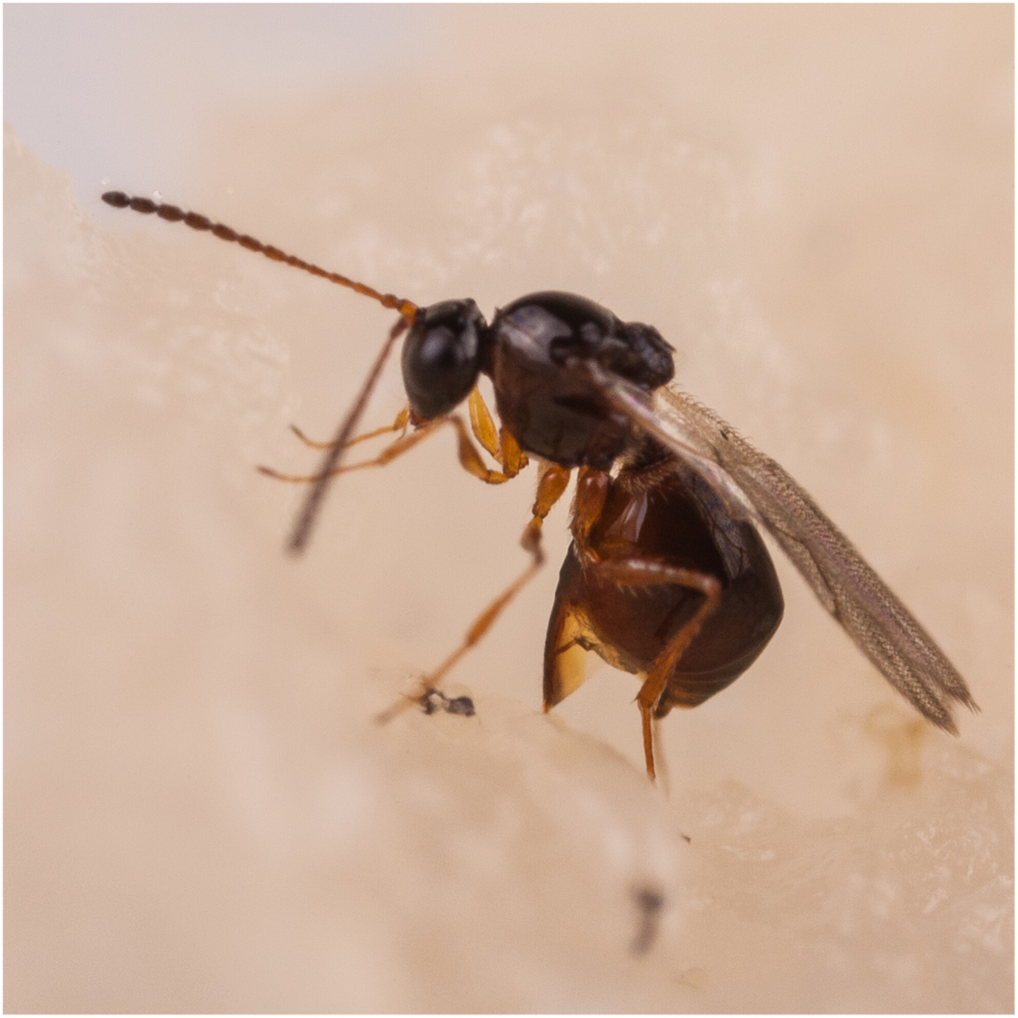 The Drosophila-parasitizing wasp Leptopilina heterotoma: A comprehensive model system in ecology and evolution