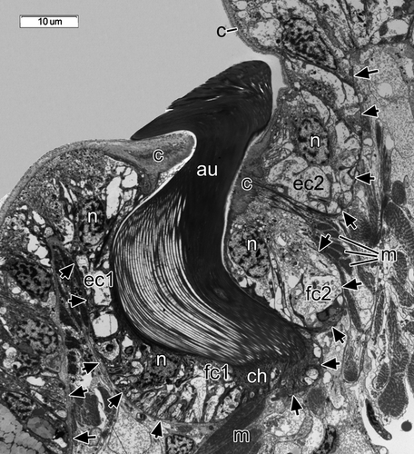Details are in the caption following the image