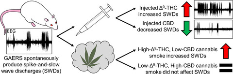 Dissociable changes in spike and wave discharges following exposure to injected cannabinoids and smoked cannabis in Genetic Absence Epilepsy Rats from Strasbourg