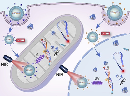 Organelle-Specific Photoactivation of DNA Nanosensors for Precise Profiling of Subcellular Enzymatic Activity