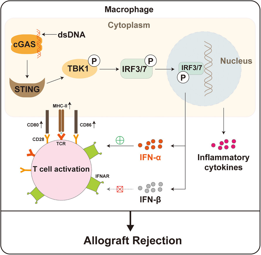 cGAS/STING signalling in macrophages aggravates obliterative bronchiolitis via an IFN-α-dependent mechanism after orthotopic tracheal transplantation in mice