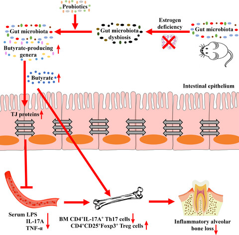 Probiotics ameliorate alveolar bone loss by regulating gut microbiota