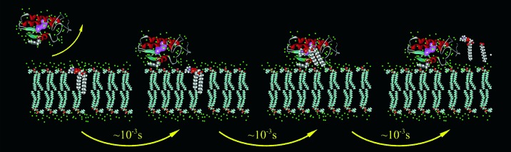 Dynamics of Ordered Water in Interfacial Enzyme Recognition: Bovine Pancreatic Phospholipase A2