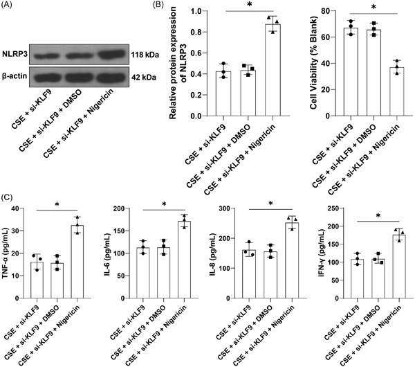 Mechanism of KLF9 in airway inflammation in chronic obstructive pulmonary