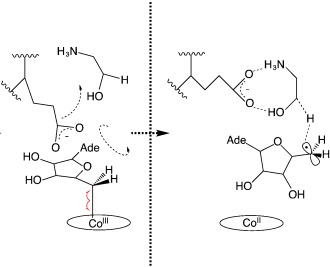 Is There a Dynamic Protein Contribution to the Substrate Trigger in Coenzyme B12-Dependent Ethanolamine Ammonia Lyase?
