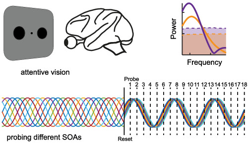 Rhythmic sampling revisited: Experimental paradigms and neural mechanisms