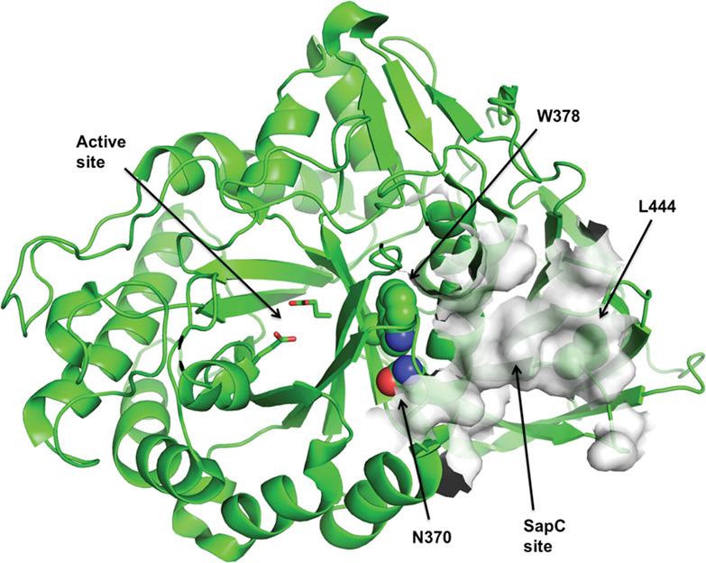 The GBA p.Trp378Gly mutation is a probable French-Canadian founder mutation causing Gaucher disease and synucleinopathies