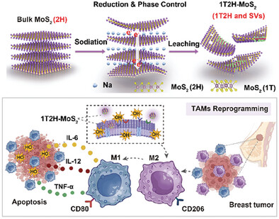 Defect-Rich Metastable MoS2 Promotes Macrophage Reprogramming in Breast Cancer: A Clinical Perspective