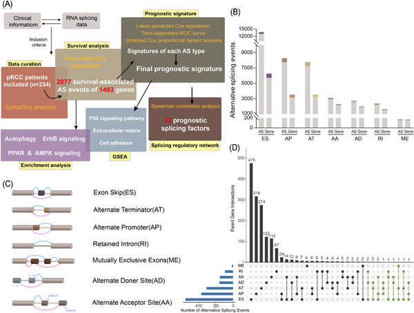 Identification of novel prognostic alternative splicing signature in papillary renal cell carcinoma