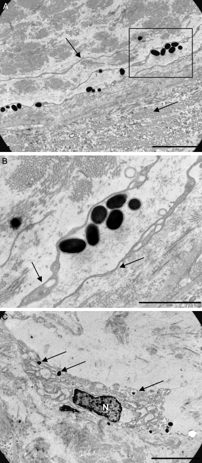Details are in the caption following the image Details are in the caption following the image