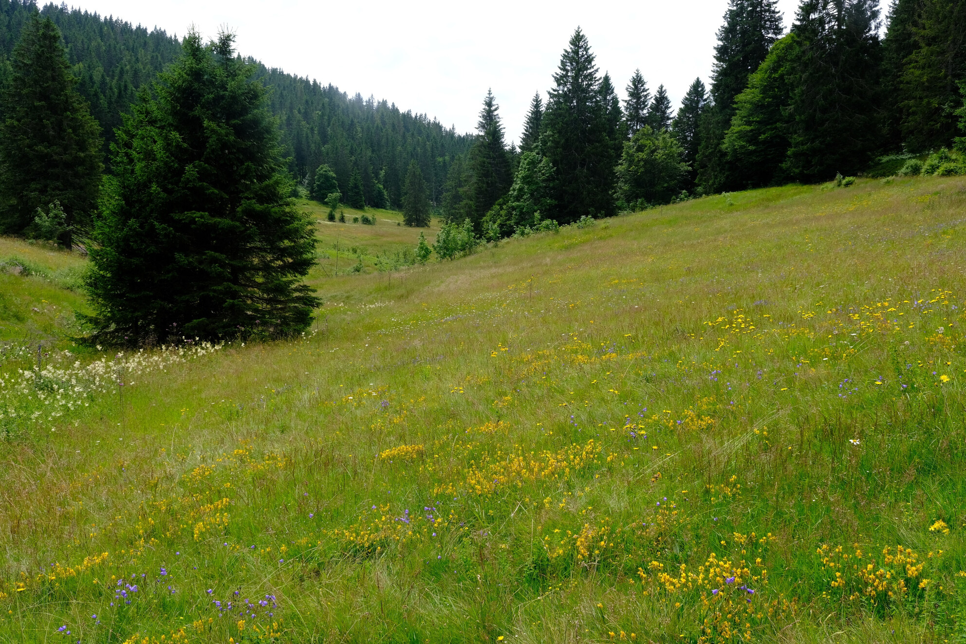 Synopsis of Nardus Grassland Resurveys Across Germany: Is Eutrophication Driven by a Recovery of Soil pH After Acidification?