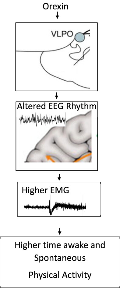 Changes in sensorimotor cortex oscillatory activity by orexin-A in the ventrolateral preoptic area of the hypothalamus reflect increased muscle tone