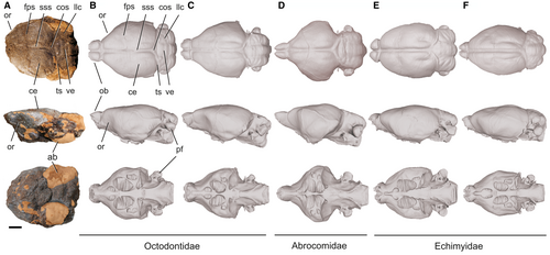 Details are in the caption following the image Details are in the caption following the image