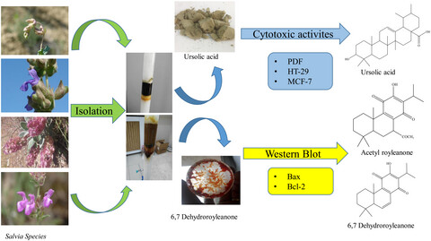 Investigation of cytotoxic and apoptotic effects of 63 compounds obtained from Salvia species: Promising anticancer agents