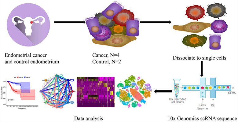 Single-cell sequencing reveals the heterogeneity and intratumoral crosstalk in human endometrial cancer