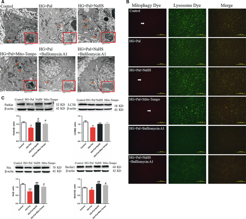 Details are in the caption following the image Details are in the caption following the image