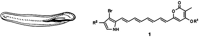 Keronopsins A and B, Chemical Defence Substances of the Marine Ciliate Pseudokeronopsis rubra (Protozoa): Identification by Ex Vivo HPLC