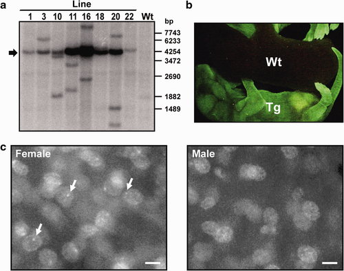 Details are in the caption following the image Details are in the caption following the image