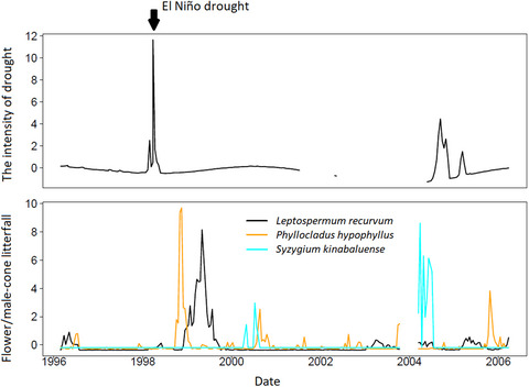 Variations in the reproductive cycle of Bornean montane tree species along elevational gradients on ultrabasic and non-ultrabasic soils